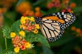 286 Monarch - Danaus plexxipus